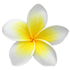 Maya Bay logo